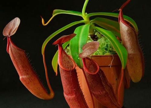 Удивительные растения и животные мира. ТОП-35 Самых необычных и удивительных растений мира | (Фото & Видео) +Отзывы 10