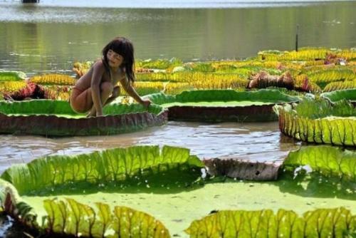 Интересные факты о амазонке. Что мы знаем о реке Амазонка 26