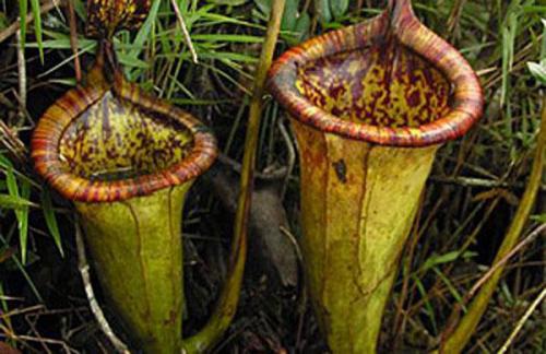 Удивительные растения и животные мира. ТОП-35 Самых необычных и удивительных растений мира | (Фото & Видео) +Отзывы 05