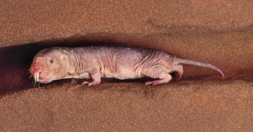 Обоняние человека и животных. Обоняние у животных