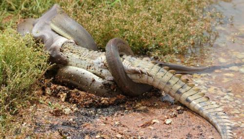 Амазонки интересные факты. Основное меню 03