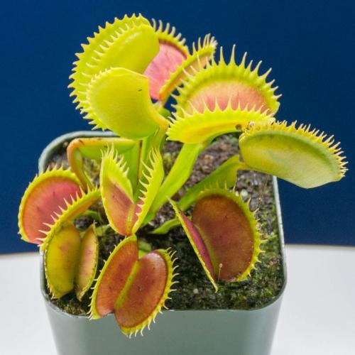 Венерина мухоловка. Виды и сорта Венериной мухоловки