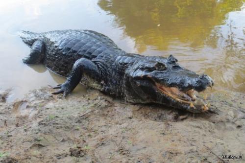 Опасности Амазонки и ее окресностей (10 фото)