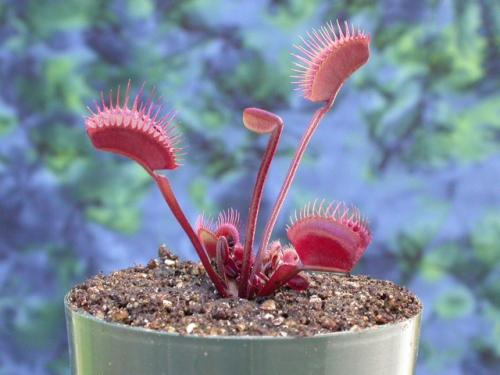 Венерина мухоловка. Виды и сорта Венериной мухоловки