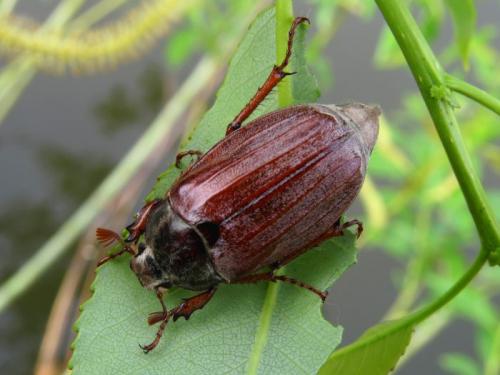 Вес жука навозника. Майские жуки, бронзовки и навозники