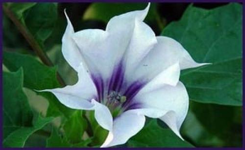 Одурманивающие цветы. Чем опасен цветок дурман