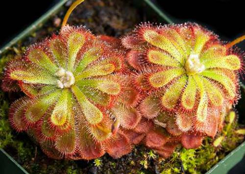 Росянка. Наиболее популярные в цветоводстве виды растения хищника