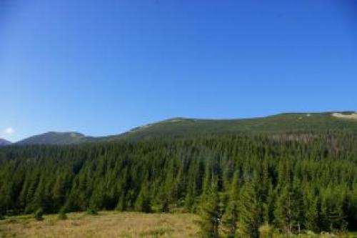Какой самый большой лес в мире. Список стран по площади лесов 02