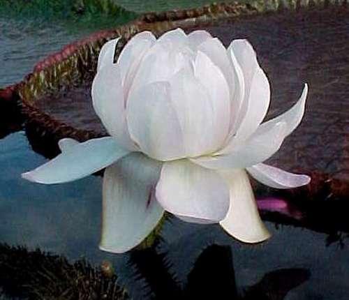 Виктория амазонская. Самая большая кувшинка Виктория