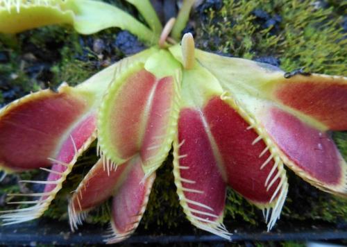 Венерина мухоловка. Виды и сорта Венериной мухоловки