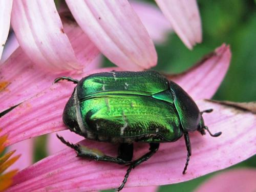 Вес жука навозника. Майские жуки, бронзовки и навозники