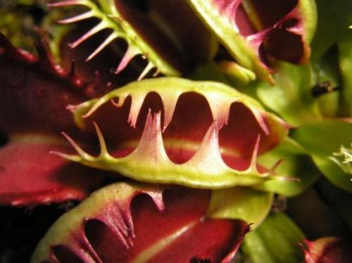 Венерина мухоловка. Виды и сорта Венериной мухоловки