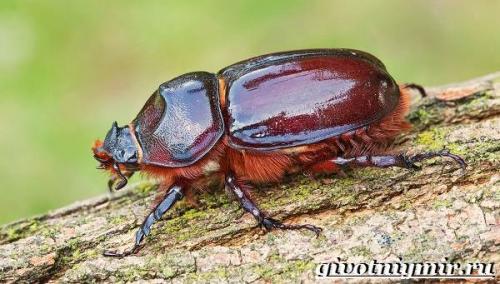 Жук-носорог интересные факты. Особенности и среда обитания жука носорога