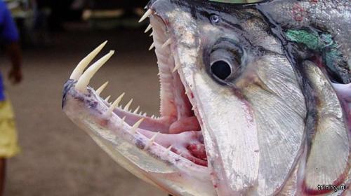 Опасности Амазонки и ее окресностей (10 фото)