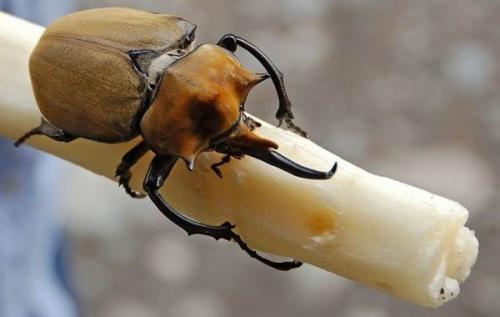 Жук-носорог кусается. Виды