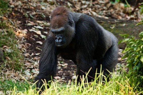 Самые большие леса мира. Список стран по площади лесов 30