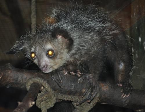 Животное с панцирем и длинным носом. Самые редкие, загадочные и мистические животные, на суше и в воде ! ( фото + видео )