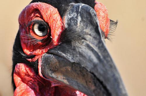 У кого из этих животных самые длинные ресницы. Хлопай ресницами: 15 невероятных фотографий, на которых запечатлены ресницы разных животных