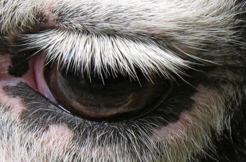 У кого из этих животных самые длинные ресницы. Хлопай ресницами: 15 невероятных фотографий, на которых запечатлены ресницы разных животных