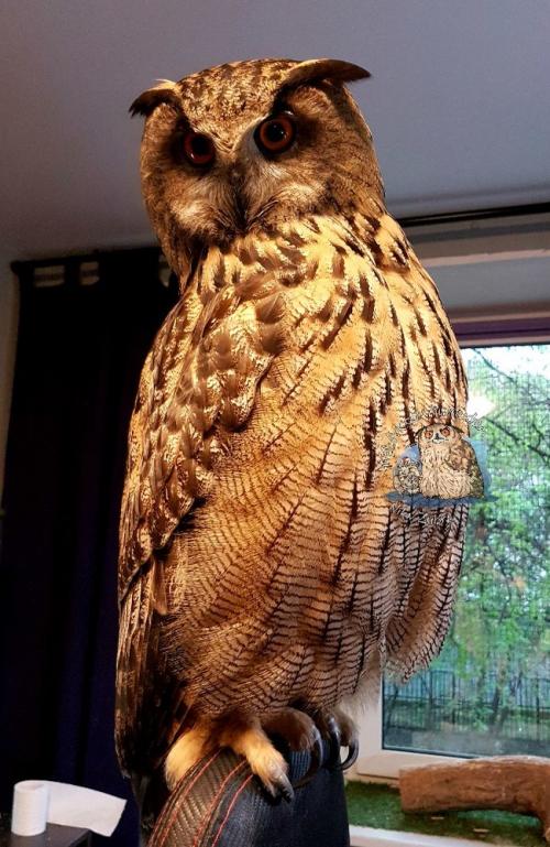 Длина ног совы. У совы лапки. Референс специально для любителей изображать сов
