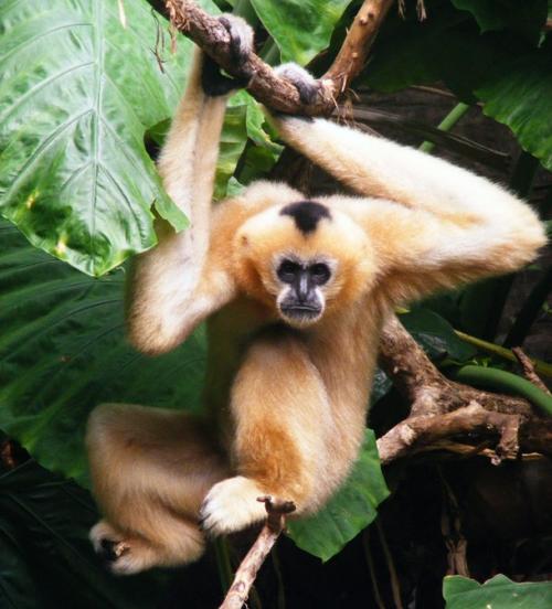 На грани исчезновения животные и растения. 25