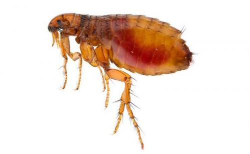 Самый сильный жук. Самые сильные насекомые в мире 07