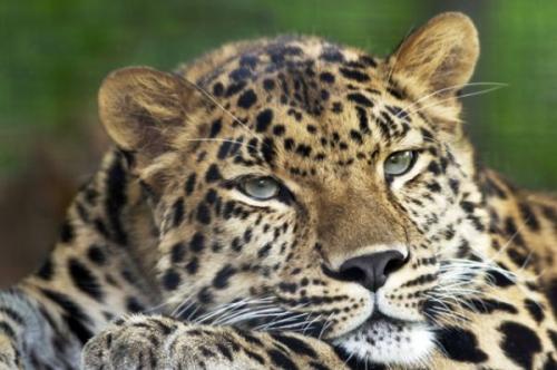 Животные на грани вымирания 2019. На грани исчезновения. 11 вымирающих видов животных