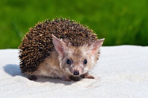 На грани исчезновения растения и животные. 15 необычных животных, которые находятся на грани вымирания