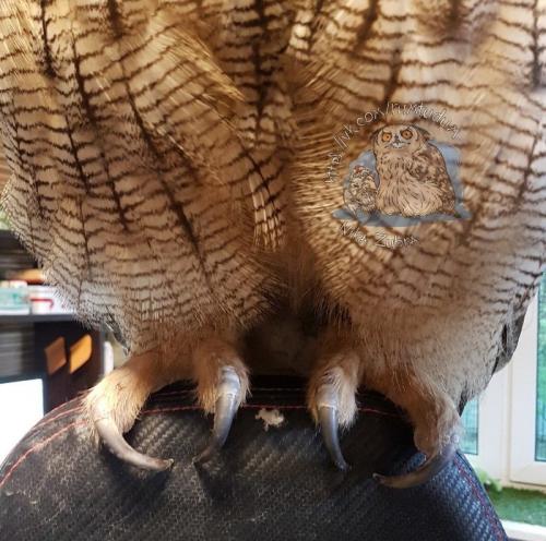 Длина ног совы. У совы лапки. Референс специально для любителей изображать сов