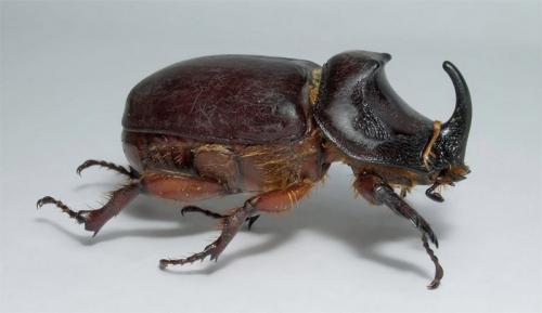 Самый сильный жук. Самые сильные насекомые в мире 02