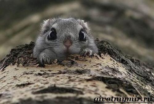 Белка летяга интересные факты. Интересные факты о летягах 01