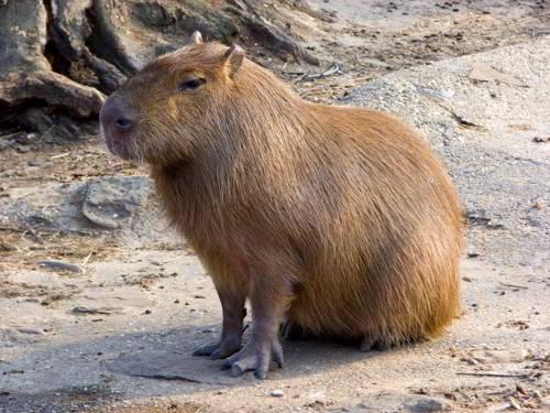 Самый большой лес в мире где. Примечательные деревья 02