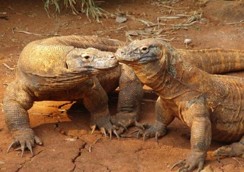 На грани исчезновения животные и растения. 