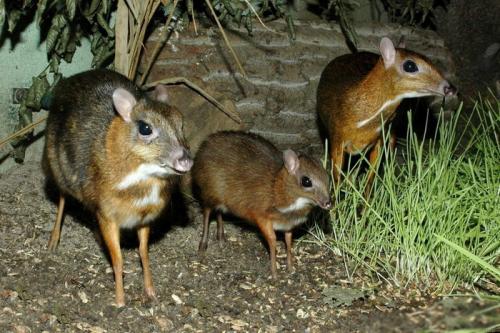 На грани исчезновения растения и животные. 15 необычных животных, которые находятся на грани вымирания