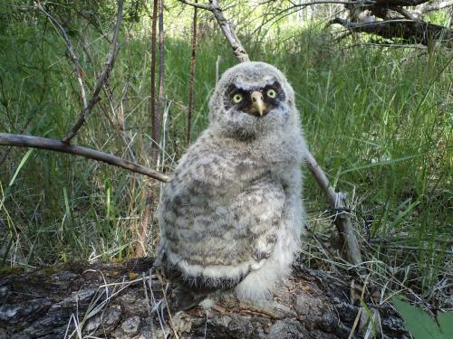 Совы зимой спят или нет. Анатомические особенности 14
