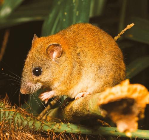 На грани исчезновения животные и растения. 07