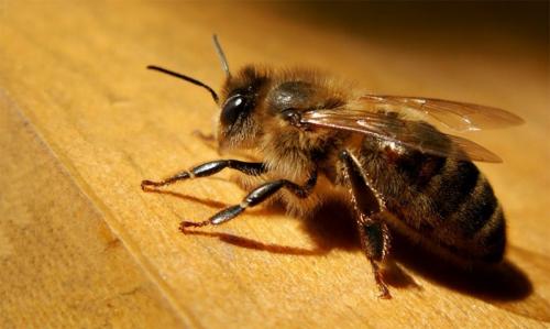 Самый сильный жук. Самые сильные насекомые в мире 01