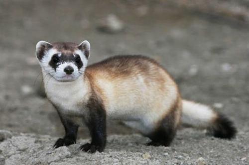 Животные на грани вымирания 2019. На грани исчезновения. 11 вымирающих видов животных