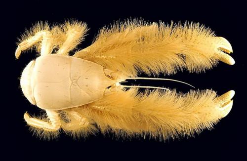 На грани исчезновения растения и животные. 15 необычных животных, которые находятся на грани вымирания