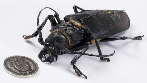 Самый сильный жук. Самые сильные насекомые в мире 05