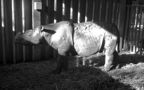 На грани исчезновения животные и растения. 08