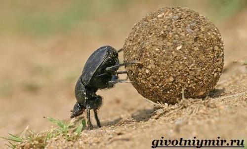 Вес жука навозника. Особенности и среда обитания