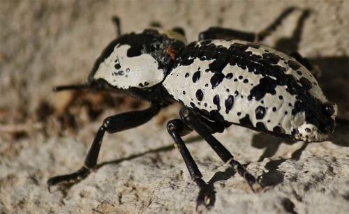 Самый сильный жук. Самые сильные насекомые в мире 03