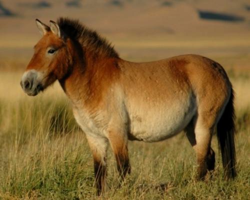 На грани исчезновения животные и растения. 15