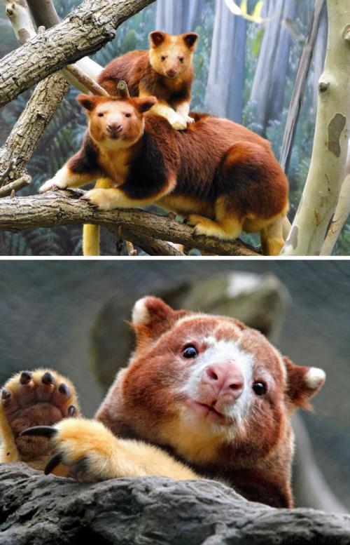 На грани исчезновения растения и животные. 15 необычных животных, которые находятся на грани вымирания