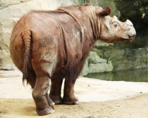 Животные на грани вымирания 2019. На грани исчезновения. 11 вымирающих видов животных