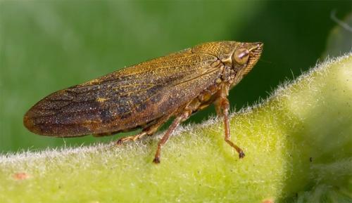 Самый сильный жук. Самые сильные насекомые в мире 04