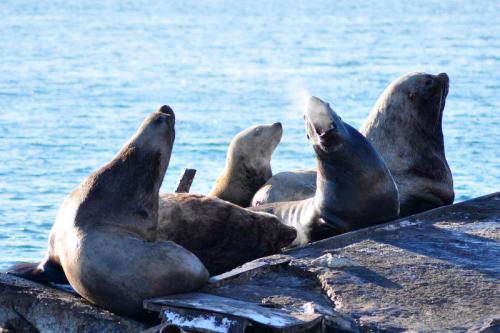 На грани исчезновения растения и животные. 15 необычных животных, которые находятся на грани вымирания 26