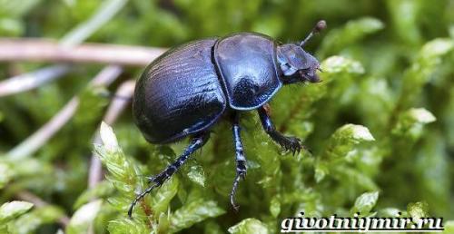 Вес жука навозника. Особенности и среда обитания