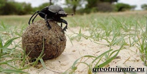 Вес жука навозника. Особенности и среда обитания